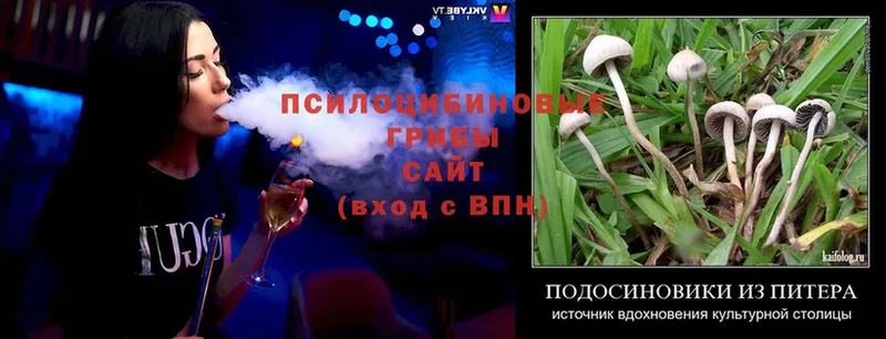 Псилоцибиновые грибы Cubensis  цена   Макарьев 